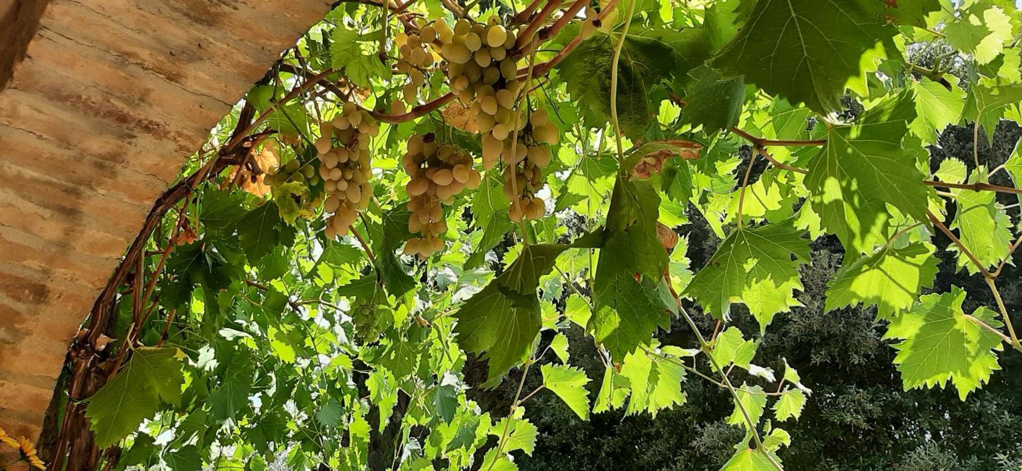 Montebello Degli Olivi Chiusi Bagian luar foto