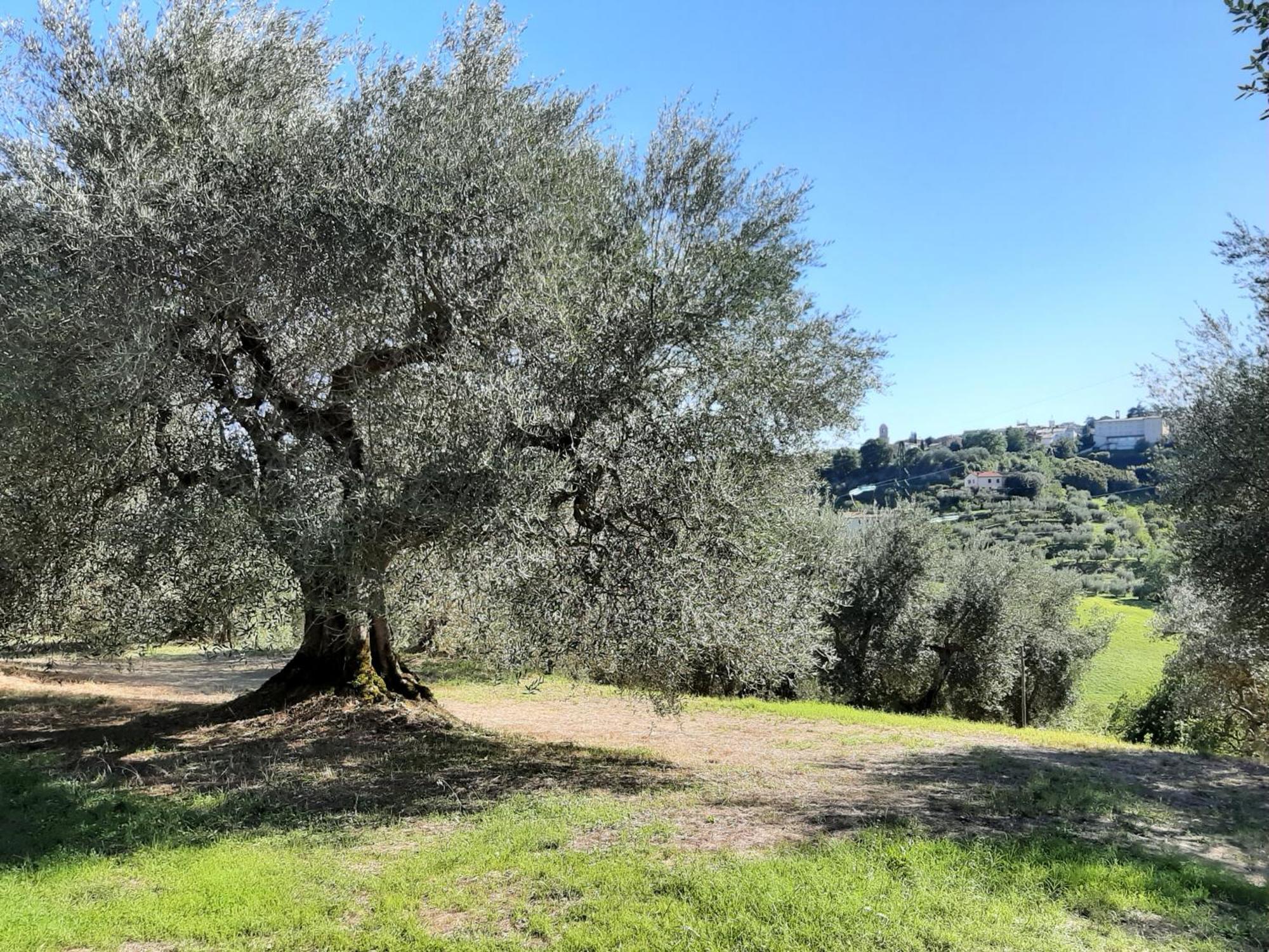 Montebello Degli Olivi Chiusi Bagian luar foto