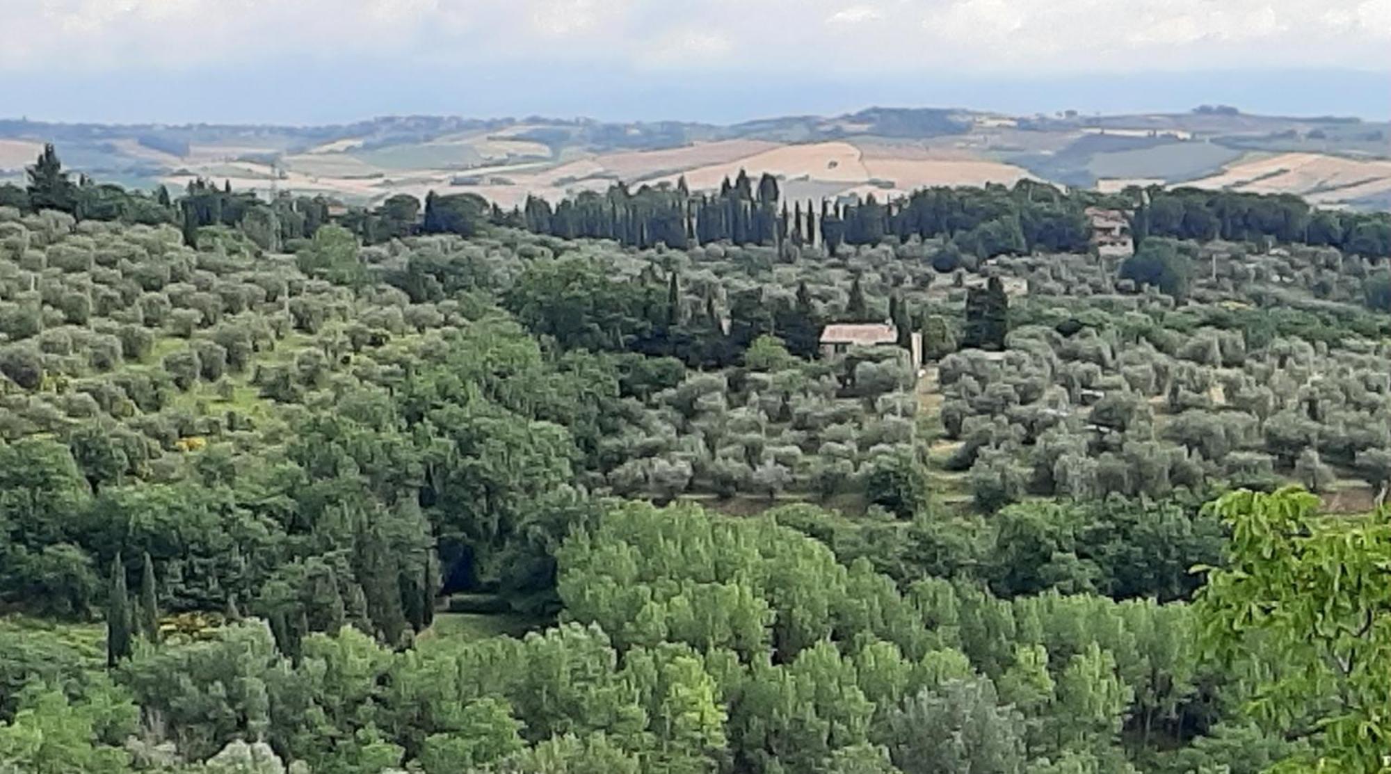 Montebello Degli Olivi Chiusi Bagian luar foto